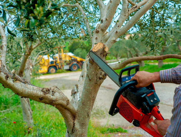 The Steps Involved in Our Tree Care Process in Centerville, OH